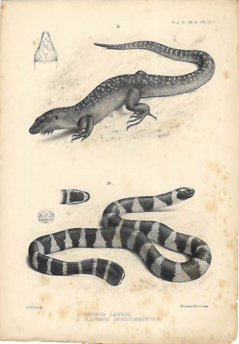 Ford, G.H. - <i>Mabouia Lawesii</i> / <i>Platurus schistorhynchus</i> - lithographic print