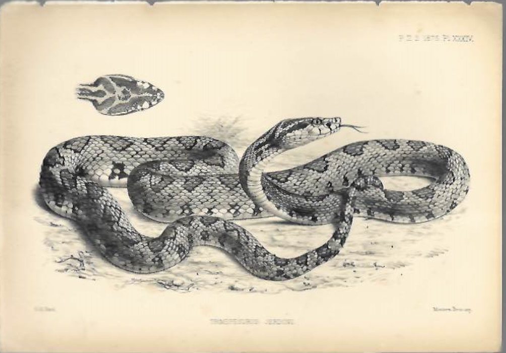 Ford, G.H. - Four original lithographic engravings of Indian snakes