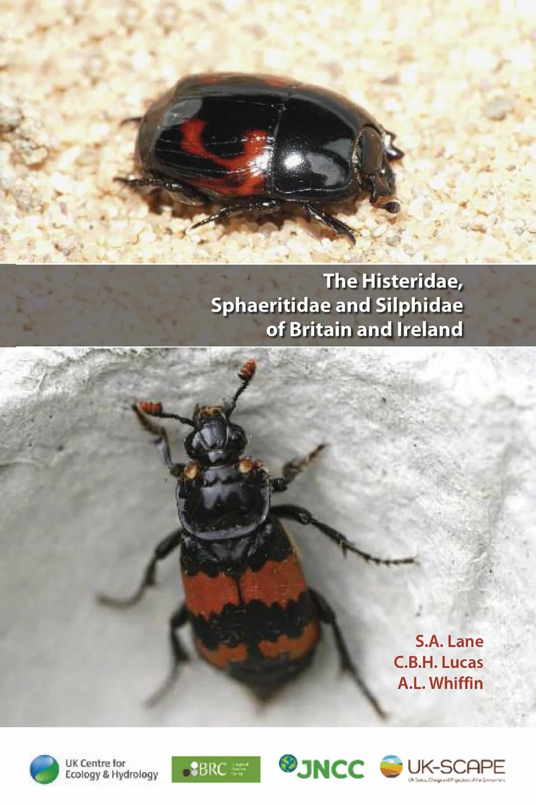 Lane, S.A.; Lucas, C.B.H.; Whiffin, A.L. - The Histeridae, Sphaeritidae and Silphidae of Britain and Ireland