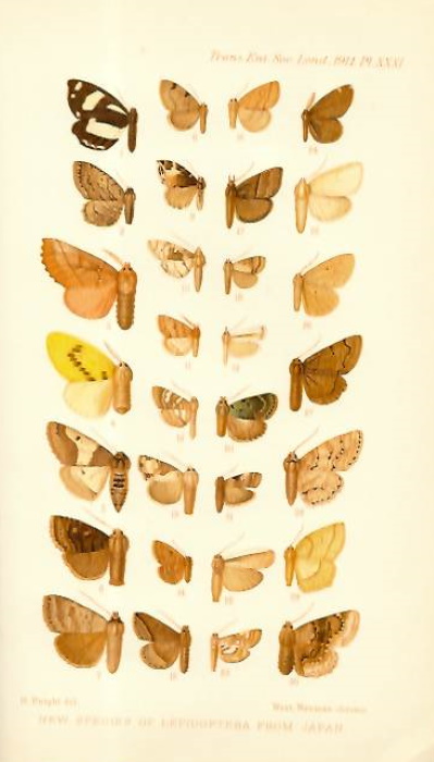 Wileman, A.E. - New and Unrecorded Species of Lepidoptera Heterocera from Japan