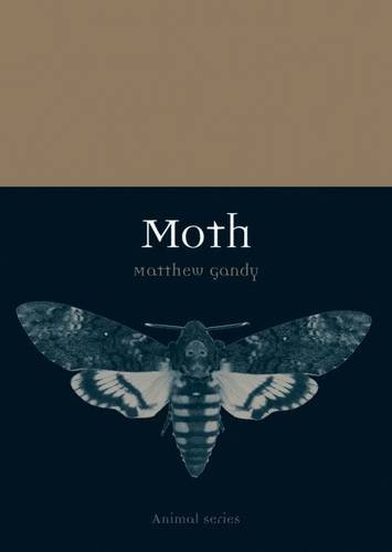 Gandy, M. - Moth