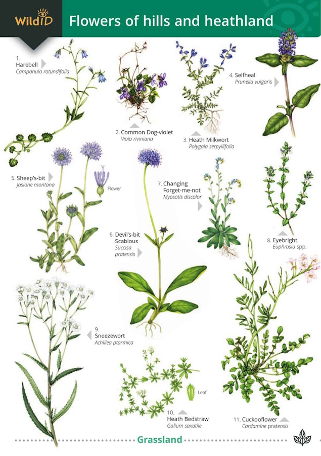 Norman, S.; Harper, L. - Flowers of Hills and Heathlands (Identification Chart)