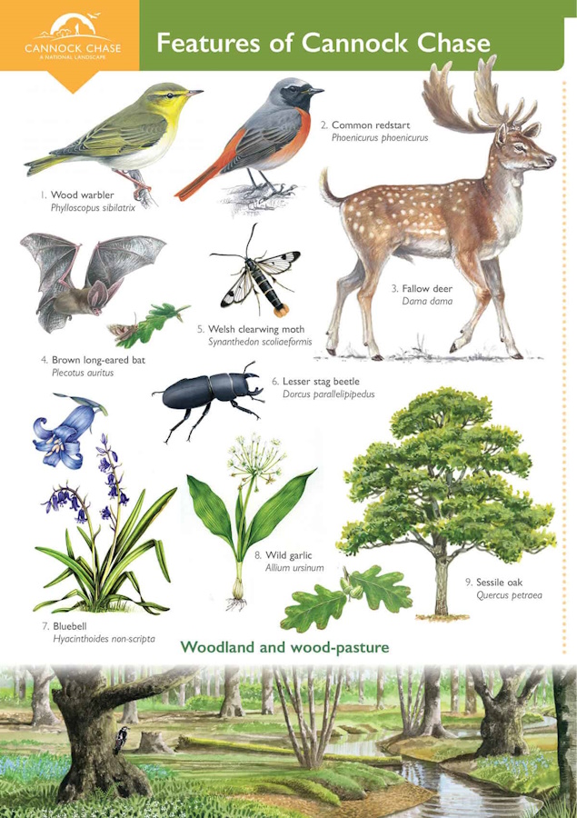 Cannock Chase AONB Partnership - Features of Cannock Chase (Identification Chart)
