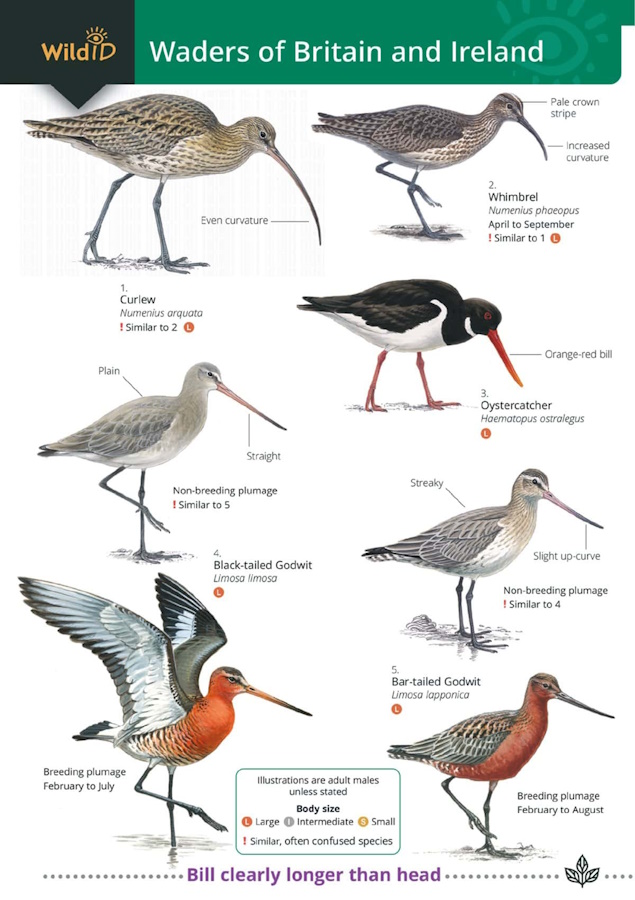 Docker, S.; Offord, K.; Langman, M. - Waders of Britain and Ireland (Identification Chart)