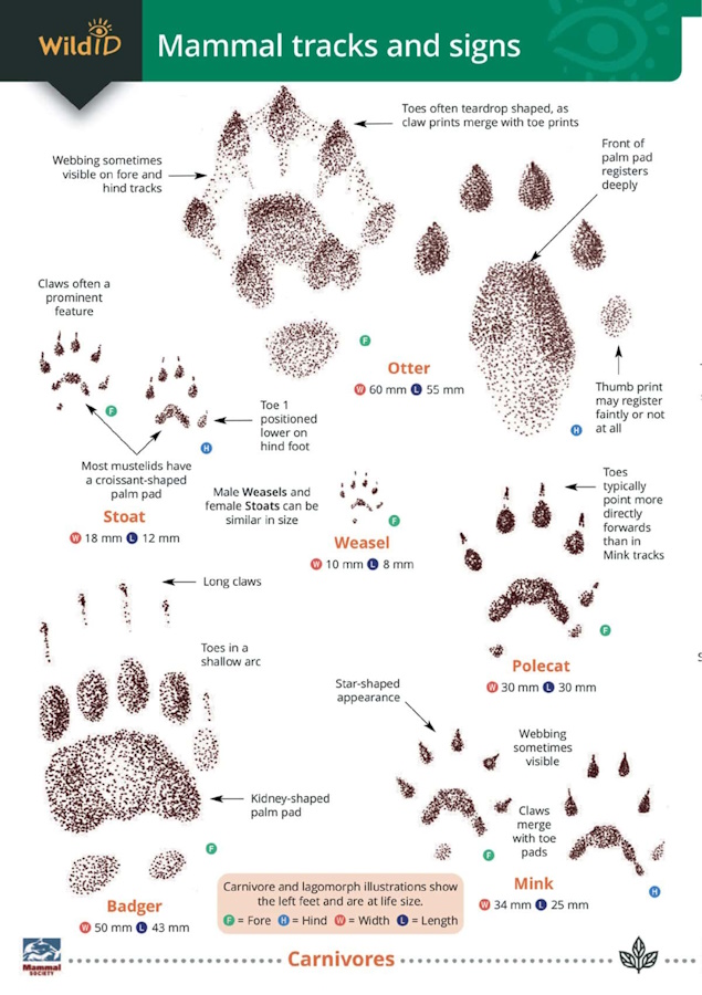Puplett, D. - Mammal tracks and signs guide (Identification Chart)