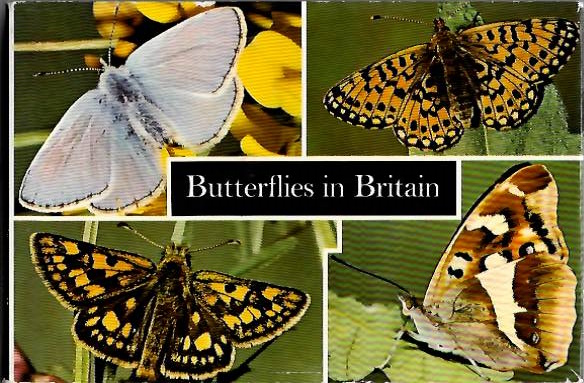 Hyde, G.E. - Butterflies in Britain