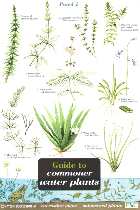 Orton, R.; Bebbington, A.; Bebbington, J. - Guide to Commoner Water Plants  (Identification Chart)