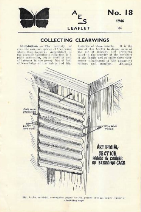 Amateur Entomologist's Society - Collecting Clearwings