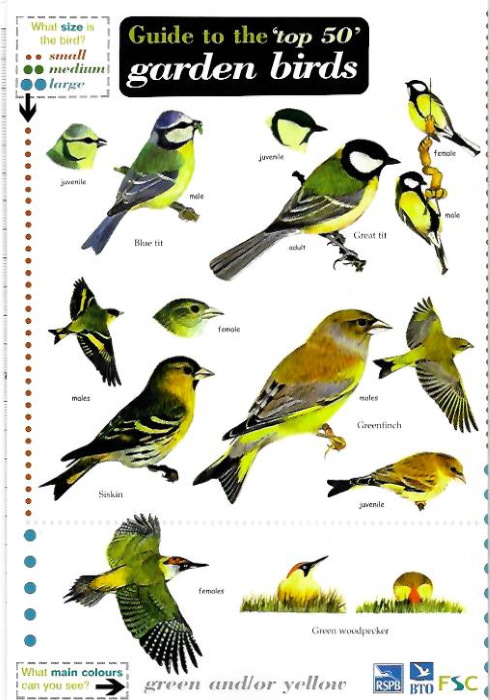 Jackson, E.; Simms, A.; Hayman, P. - Top 50 Garden Birds (Identification Chart)