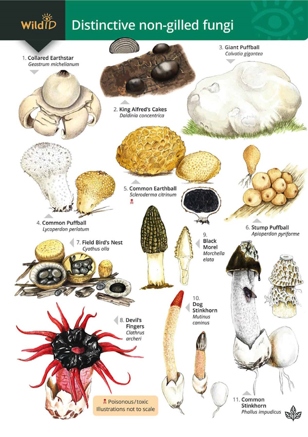 Kibby, G.; Docker, S.; Farley-Brown, R. - Distinctive non-gilled fungi (Identification Chart)