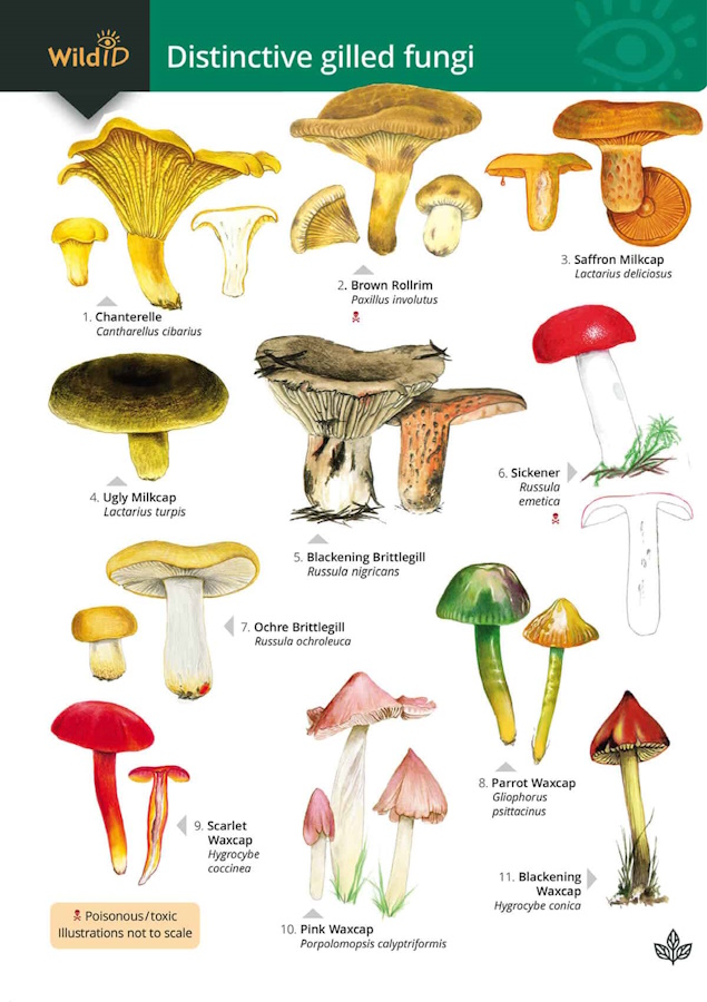 Kibby, G.; Docker, S.; Farley-Brown, R. - Distinctive gilled fungi (Identification Chart)