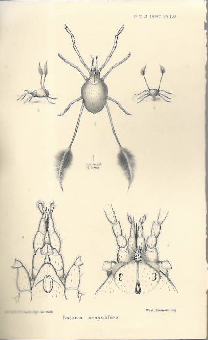 Pickard-Cambridge, O. - On a new genus and species of Acaridea