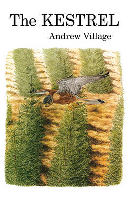 Village, A. - The Kestrel