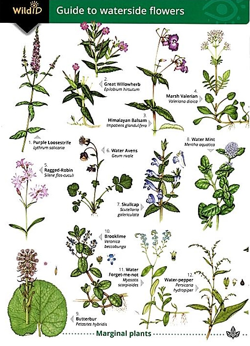 Norman, S.; Harper, L. - Guide to waterside flowers (Identification Chart)