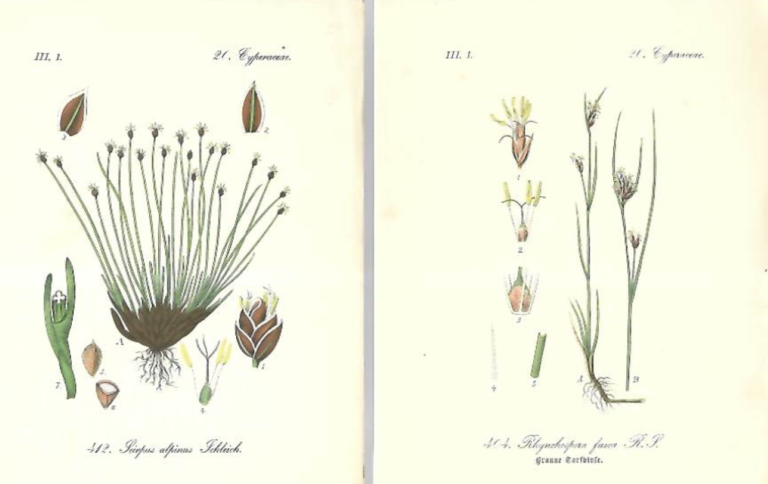 Schlechtendal, D. F. L. v.; Langethal, L. E.; Schenk, E.; Hallier, E. - Flora von Deutschland [22 chromolithographic plates of Cyperaceae (sedges)]