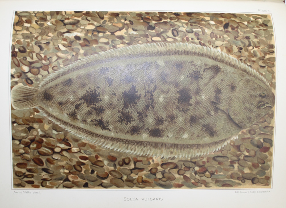 Cunningham, J.T. - A Treatise on the Common Sole (<i>Solea vulgaris</i>), considered both as an Organism and as a Commodity