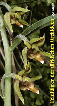 Kreutz, C.A.J. - Feldfhrer der Trkischen Orchideen [Field Guide to the Orchids of Turkey]
