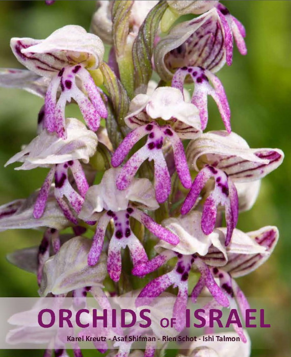 Kreutz, C.A.J.; Shifman, A.; Schot, R.; Talmon, I. - The Orchids of Israel