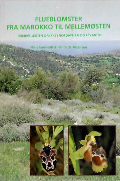 Faurholdt, N.; Pedersen, H.. - Flueblomster fra Marokko til Mellemsten: Orkidslgten <i>Ophrys</i> I Nordafrika og Levanten