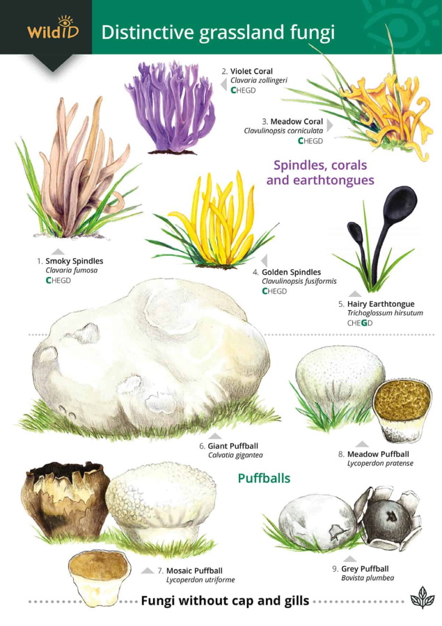 Kibby, G.; Docker, S. - Distinctive grassland fungi (Identification Chart)