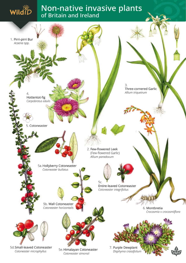 Farley-Brown, R.; Harper, L. - Non-native invasive plants of Britain and Ireland (Identification chart)