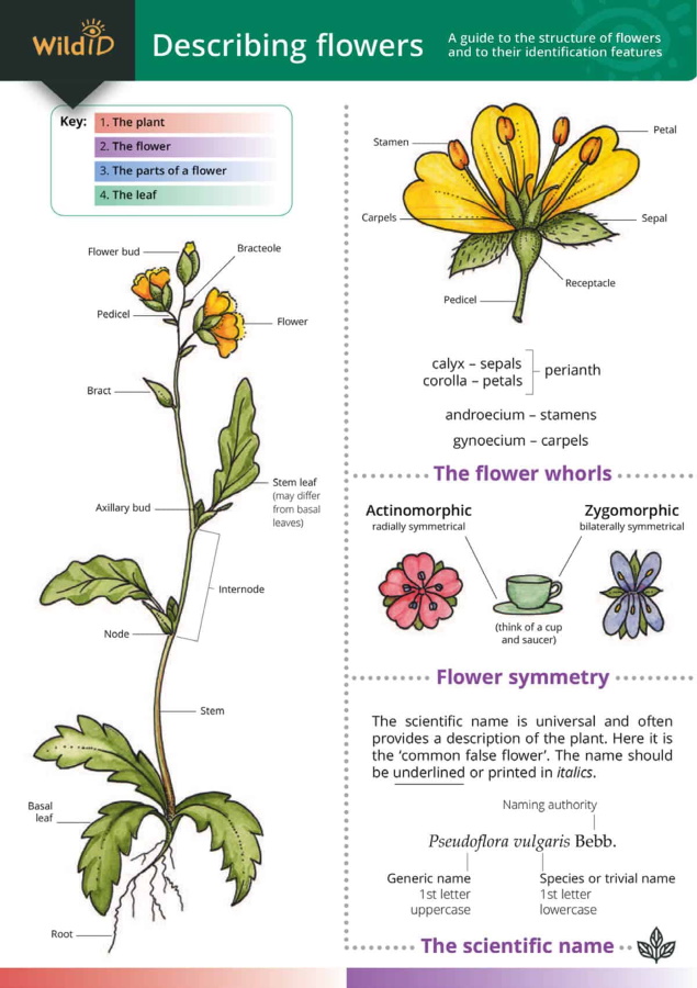 Bebbington, A.; Bebbington, J. - Describing Flowers: a guide to the structure of flowers and to their identification features (Identification chart)