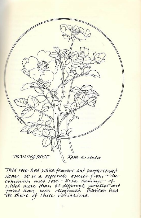 des Brisay, Elizabeth - The Wild Flowers of Buriton