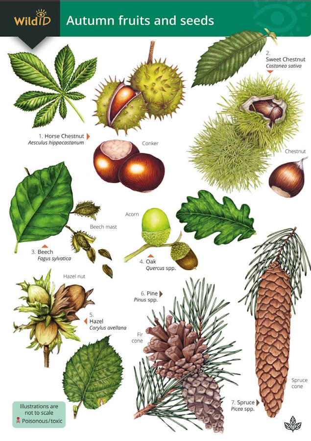 Farley-Brown, R.; Norman, S.; Harper, L. - Autumn fruits and seeds  (Identification chart)