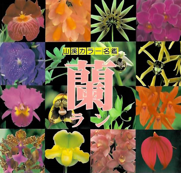 Karasawa, Koji - ?????????? | Yamakei Colour Catalog of Orchids