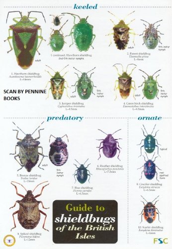 Nau, B. - Guide to Shieldbugs of the British Isles (Identification Chart)