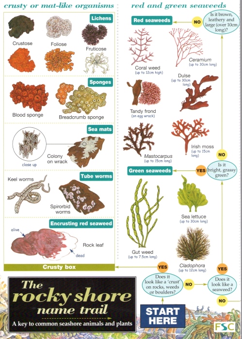Cremona, C.; Simms, A.; Ward, M. - Rocky Shore Name Trail (Identification Chart)