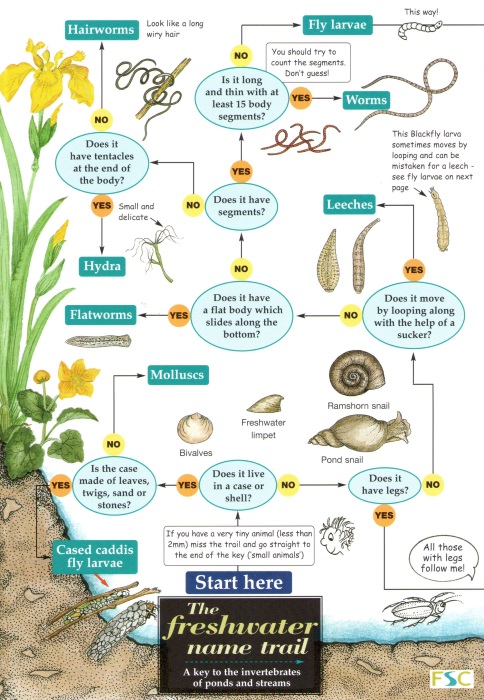 Orton, R.; Bebbington, A.; Bebbington, J. - Freshwater Name Trail (Identification Chart)