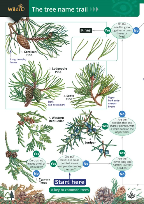Oldham, J.; Roberts, C. - The Tree Name Trail A key to common trees (Identification Chart)