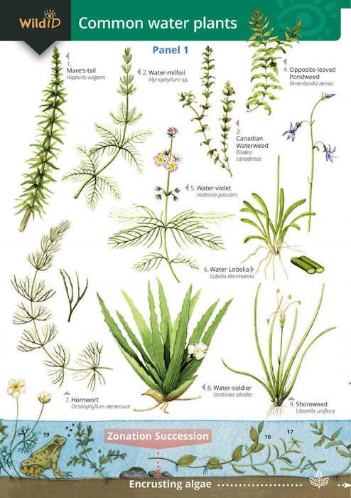 Orton, R.; Bebbington, A.; Bebbington, J. - Common Water Plants  (Identification Chart)