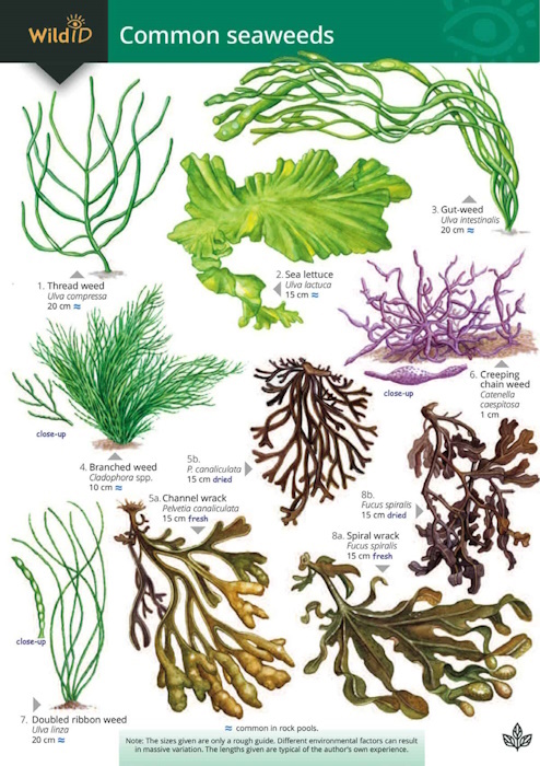 Morrell, S.; Roberts, C. - A Guide to Common Seaweeds (Identification Chart)