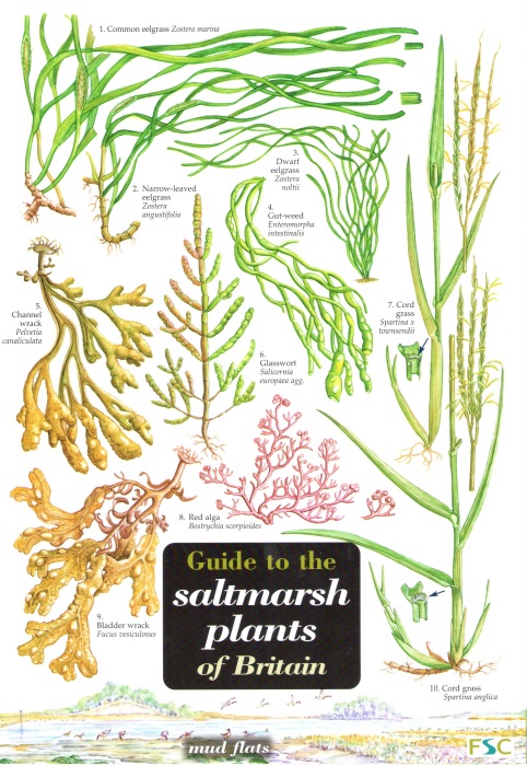 Oldham, J.; Roberts, C. - Guide to the Saltmarsh Plants of Britain (Identification Chart)