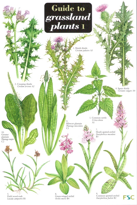 Gulliver, R.; Gulliver, M.; Roberts, C. - Guide to Grassland Plants 1 (Identification Chart)