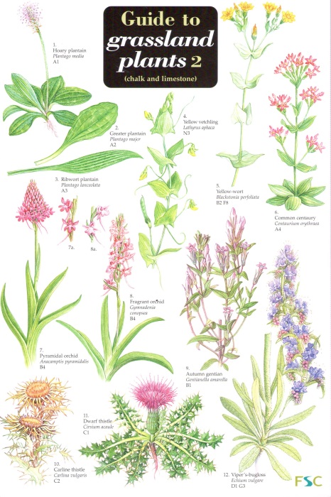 Gulliver, R.; Gulliver, M.; Roberts, C. - Guide to Grassland Plants 2  (chalk and limestone) (Identification Chart)