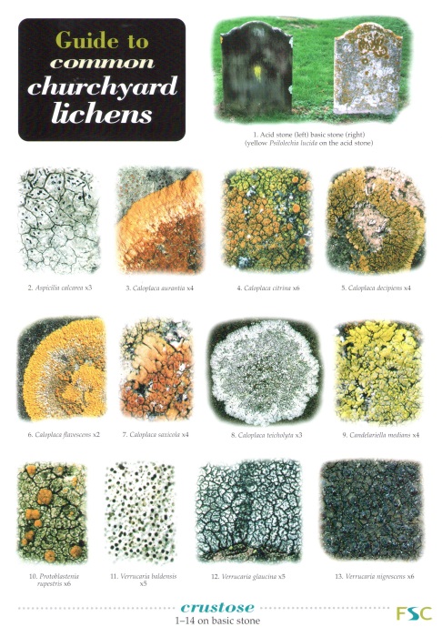Dobson, F.S. - Guide to Common Churchyard Lichens  (Identification Chart)