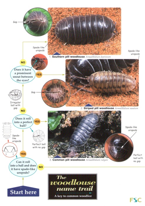Hopkin, S. - The Woodlouse Name Trail (Identification Chart)