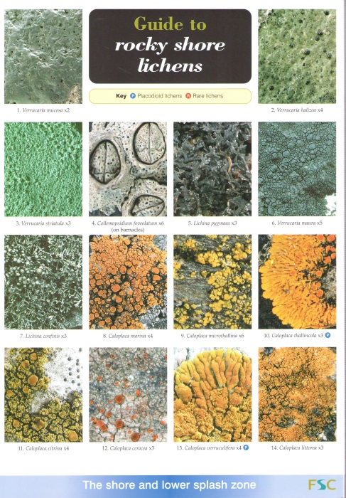 Dobson, F.S. - Guide to rocky shore lichens (Identification Chart)