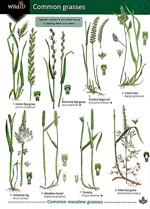 Gardener, M.; Roberts, C. (Illustrator) - Guide to common grasses