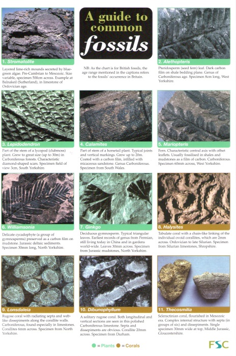 Pellant, C.; Pellant, H. - A Guide to Common Fossils  (Identification Chart)