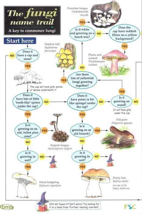 Holden, L.; Hamper, K. - Fungi Name Trail A key to commoner fungi (Identification Chart)