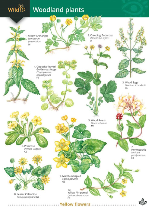 Herb Plant Identification Chart