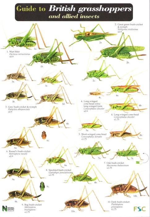 A Guide to British Grasshoppers and allied Insects (Identification Chart)  by Marshall, J.