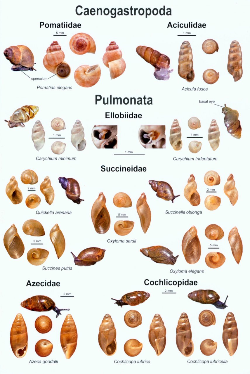 Snail Identification Chart