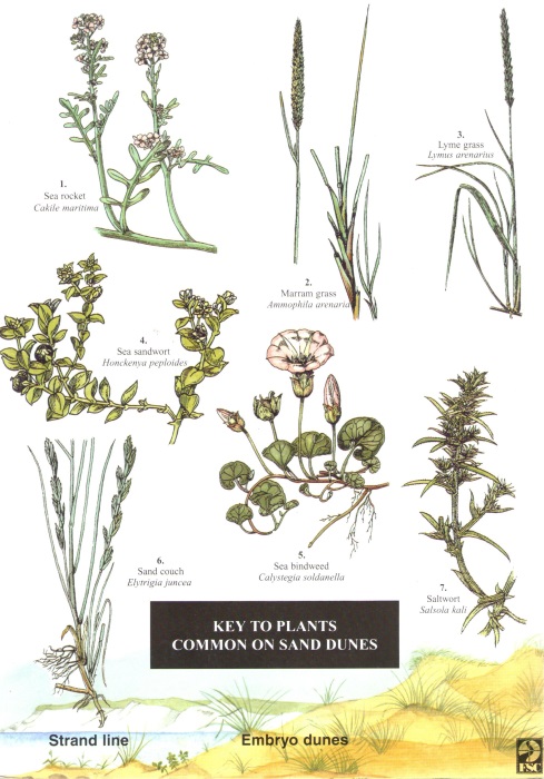 Vegetation Identification Chart