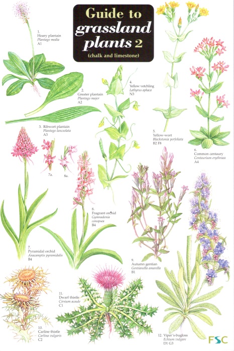 Herb Plant Identification Chart