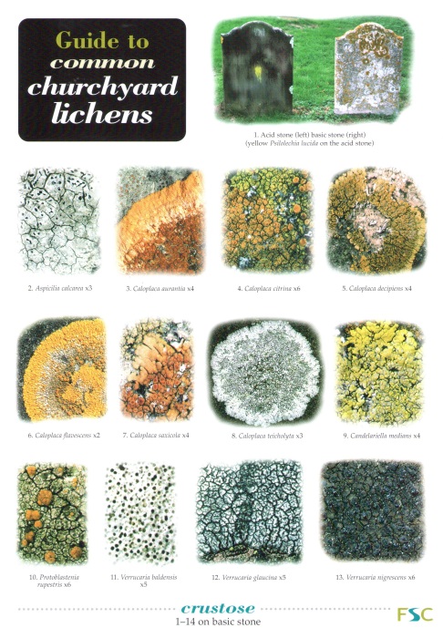Lichen Colour Chart